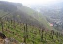 le vignoble - photo Bozena Sacharzuk